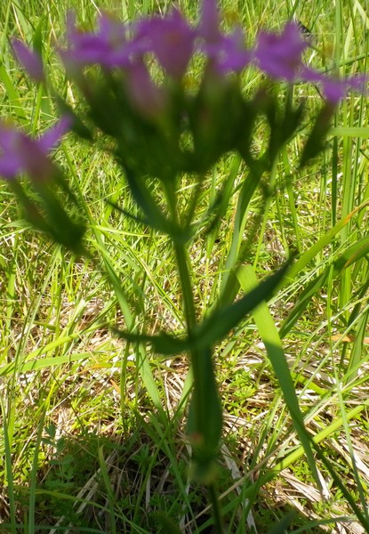 Centaurium erythraea sl.